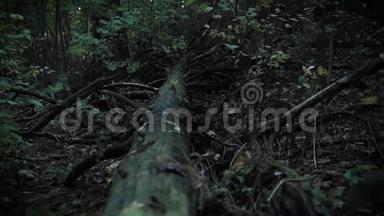 一棵树在地上，一幅神秘的图画，一片<strong>夏夜</strong>的森林，大自然，一段恐怖电影的录像